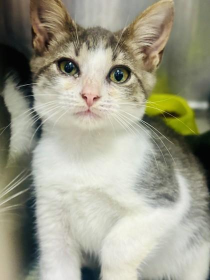 Bette Davis, Adoptable, Kitten Female Domestic Short Hair.