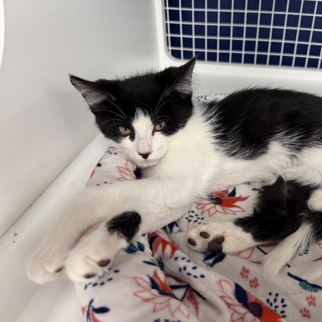 Enlarge Harvest, a Adoptable Domestic Short Hair in Danbury, CT image 2/2