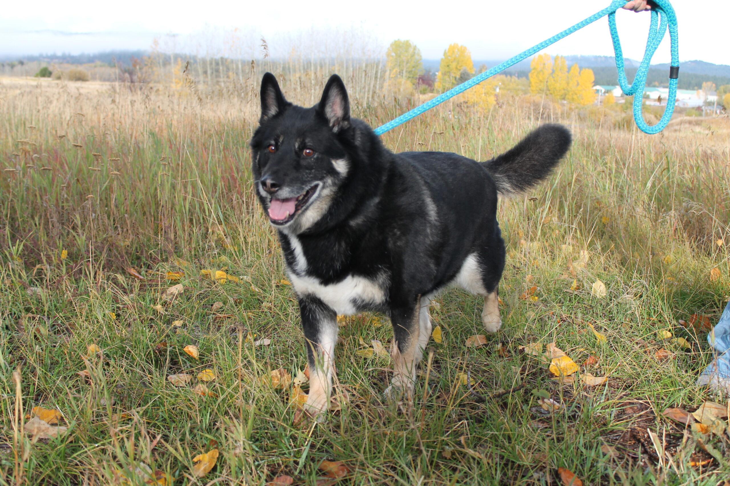 Teton, an adoptable Mixed Breed in McCall, ID, 83638 | Photo Image 1