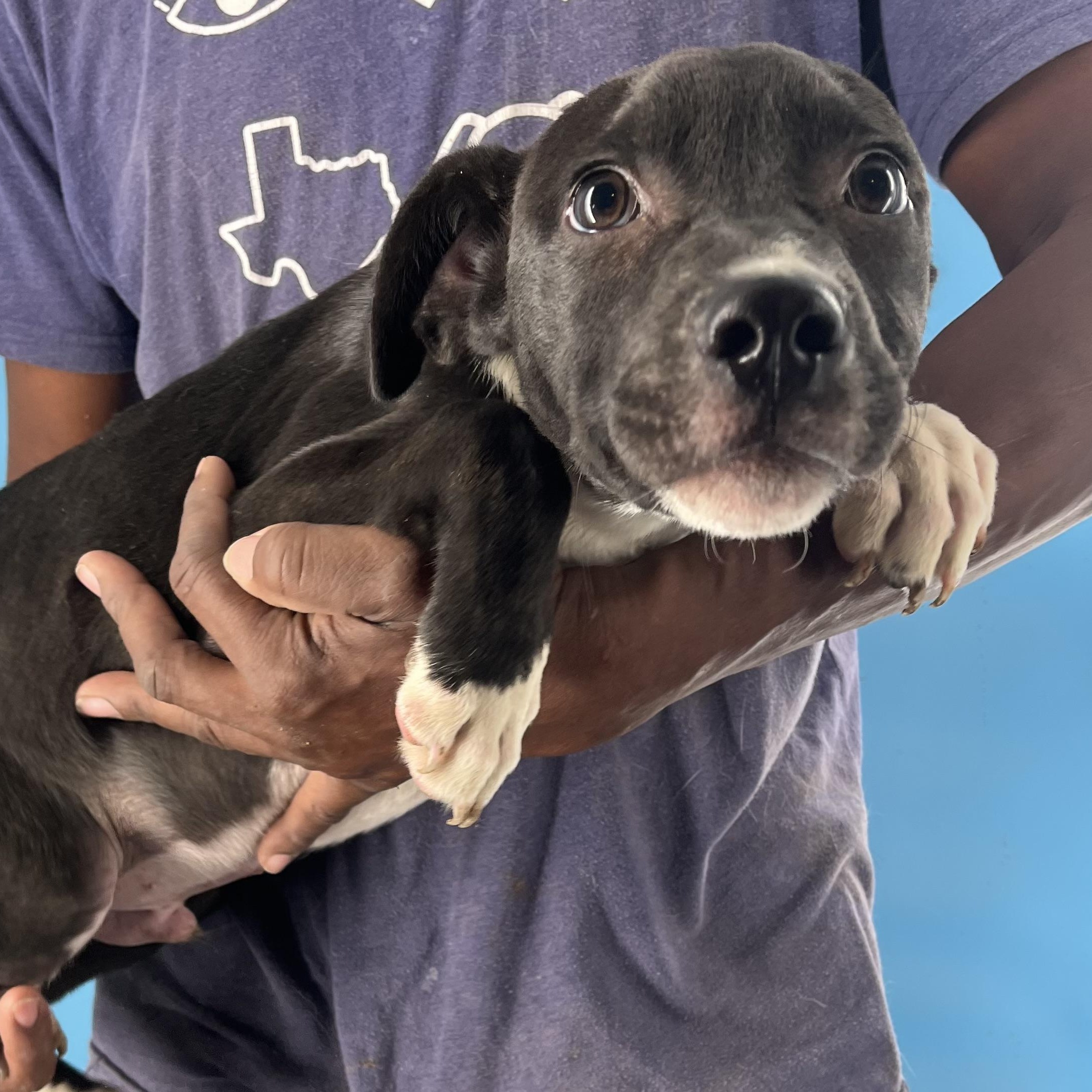 Alfie - Local Dec 19-21