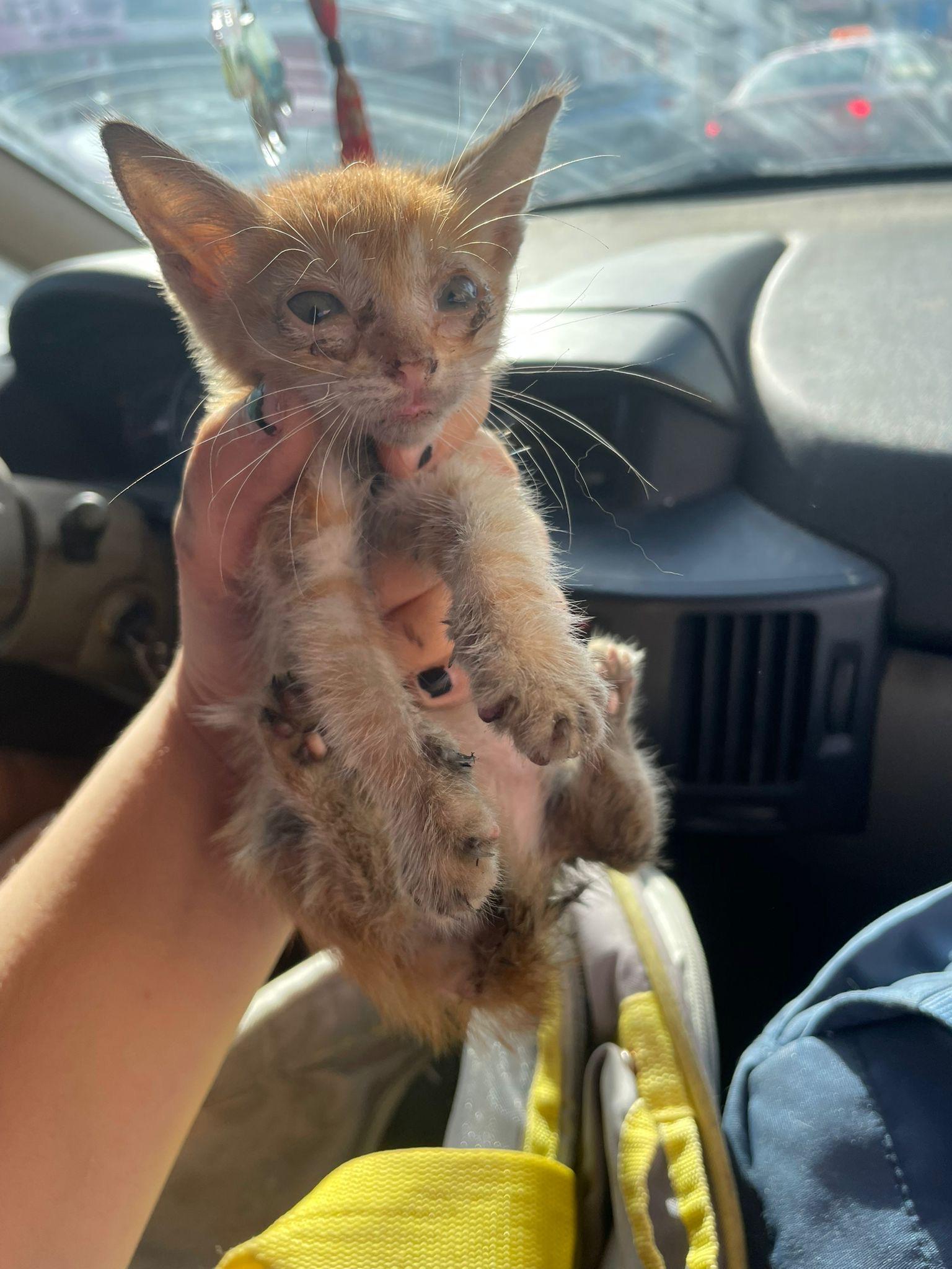 Enlarge Mitsubishi, a Adopted Tabby in Pittsfield, MA image 4/6