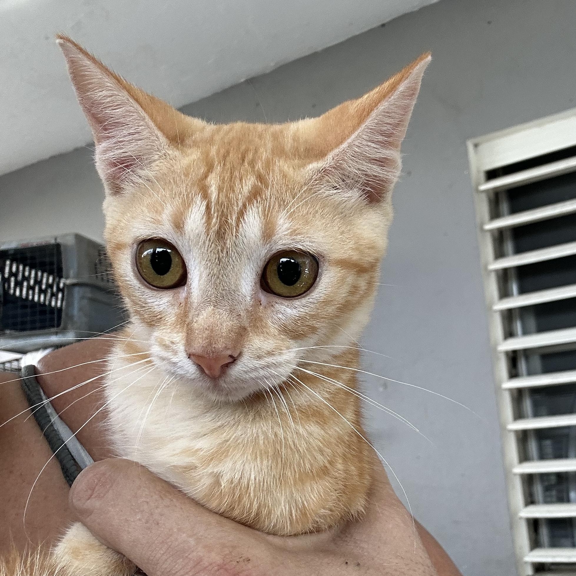 Mitsubishi, Adopted, Kitten Female Tabby.