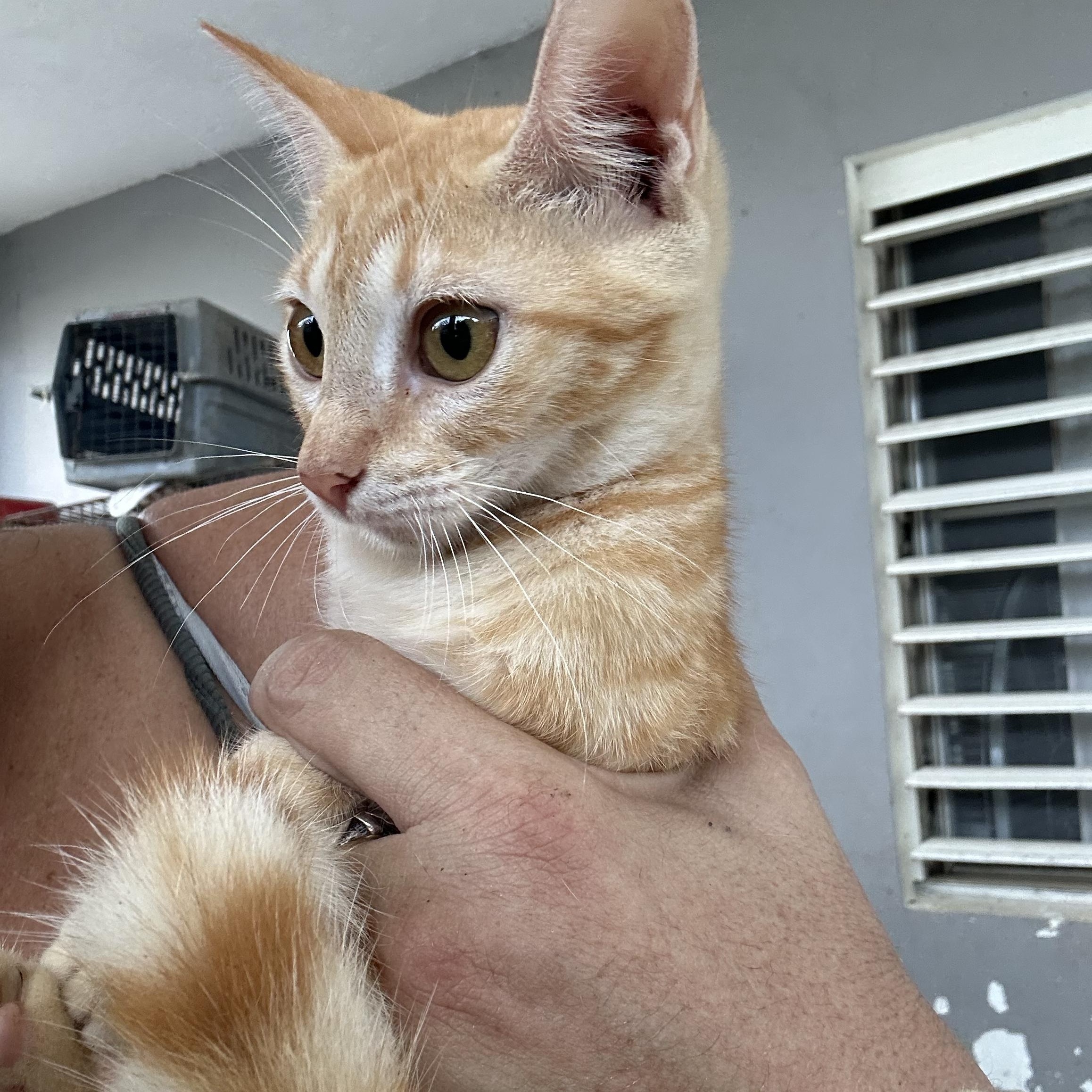 Enlarge Mitsubishi, a Adopted Tabby in Pittsfield, MA image 2/6