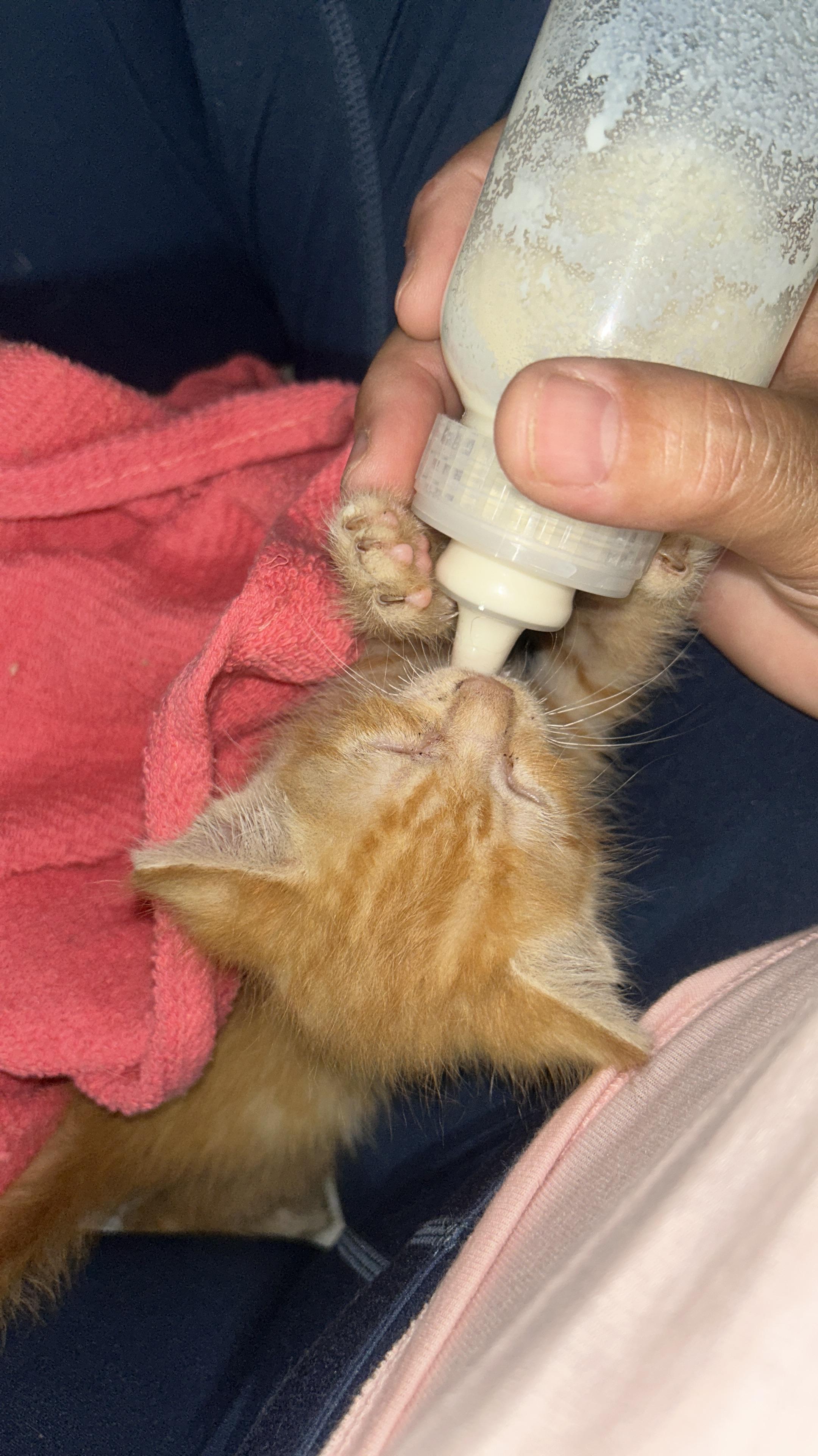 Enlarge Mitsubishi, a Adopted Tabby in Pittsfield, MA image 6/6