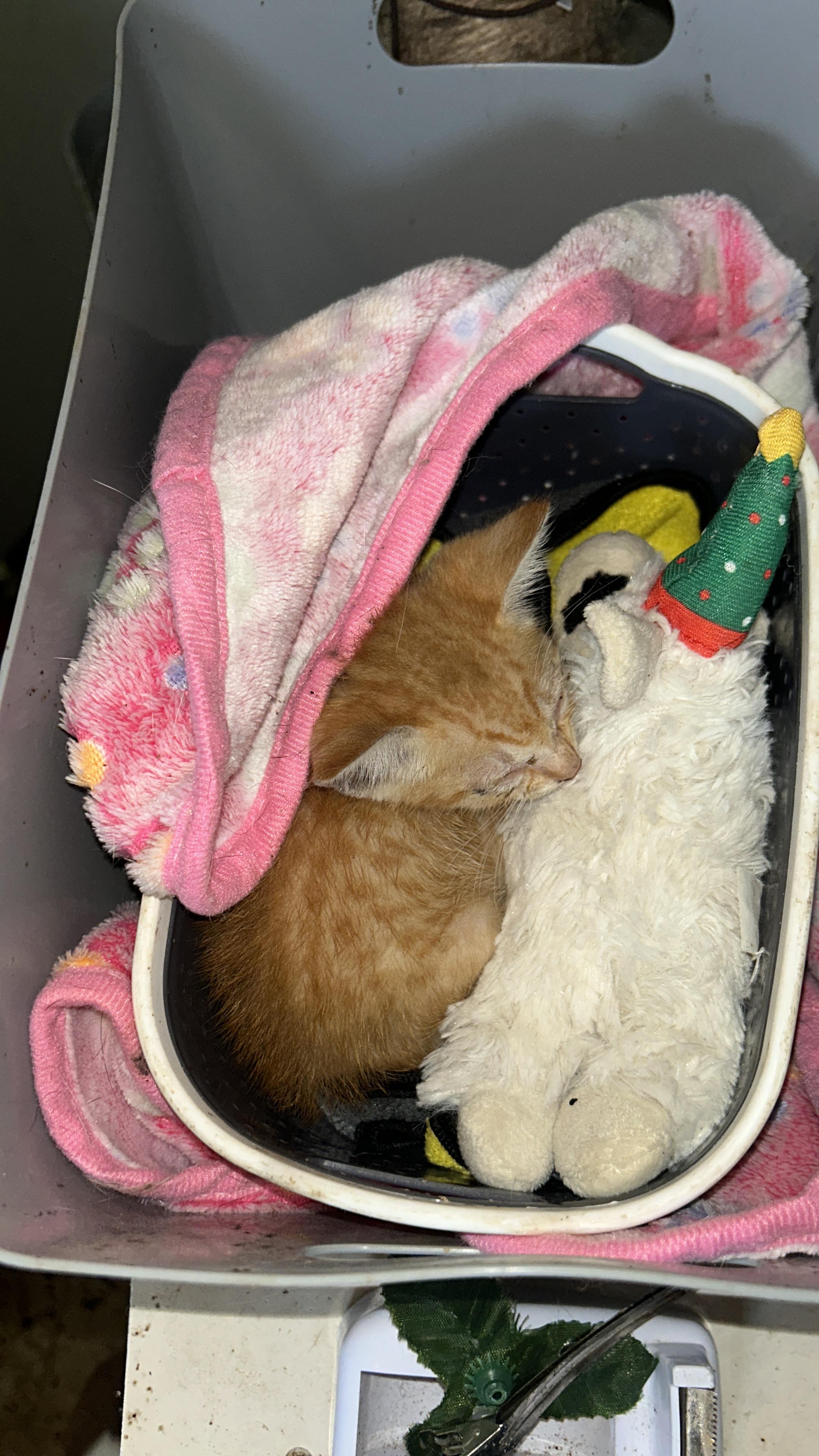 Enlarge Mitsubishi, a Adopted Tabby in Pittsfield, MA image 5/6