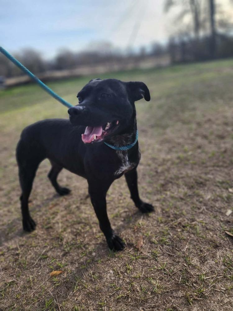 Libby, Adoptable, Adult Female French Bulldog & Boxer.