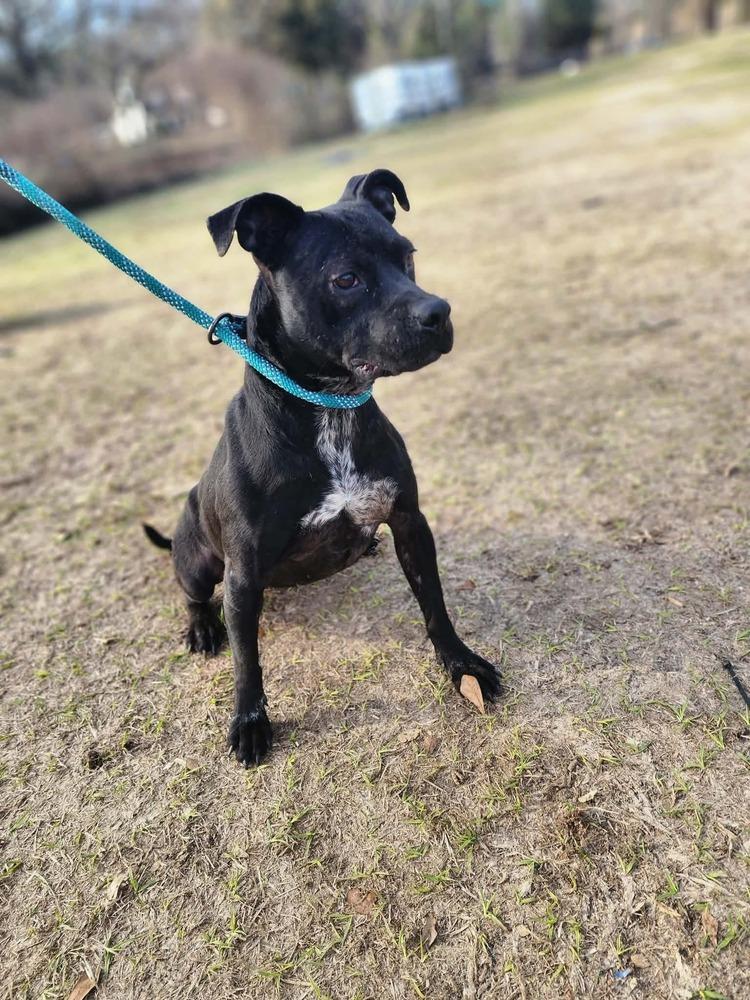 Enlarge Libby, a Adoptable mixed breed in Troy, AL image 2/2