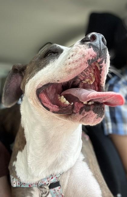 Pretty Princess, Adoptable, Adult Female Mixed Breed & Mixed Breed.