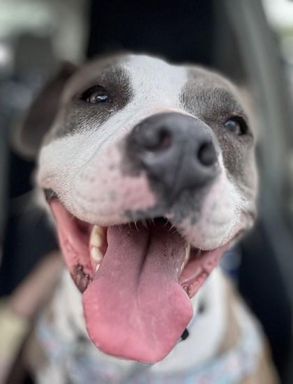 Enlarge Pretty Princess, a Adoptable mixed breed in Chamblee, GA image 2/3