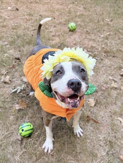 Enlarge Pretty Princess, a Adoptable mixed breed in Chamblee, GA image 3/3
