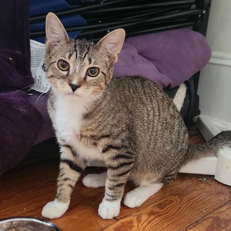 Timmy and Adam , a ADOPTABLE Tabby in Melrose, MA image 2/4