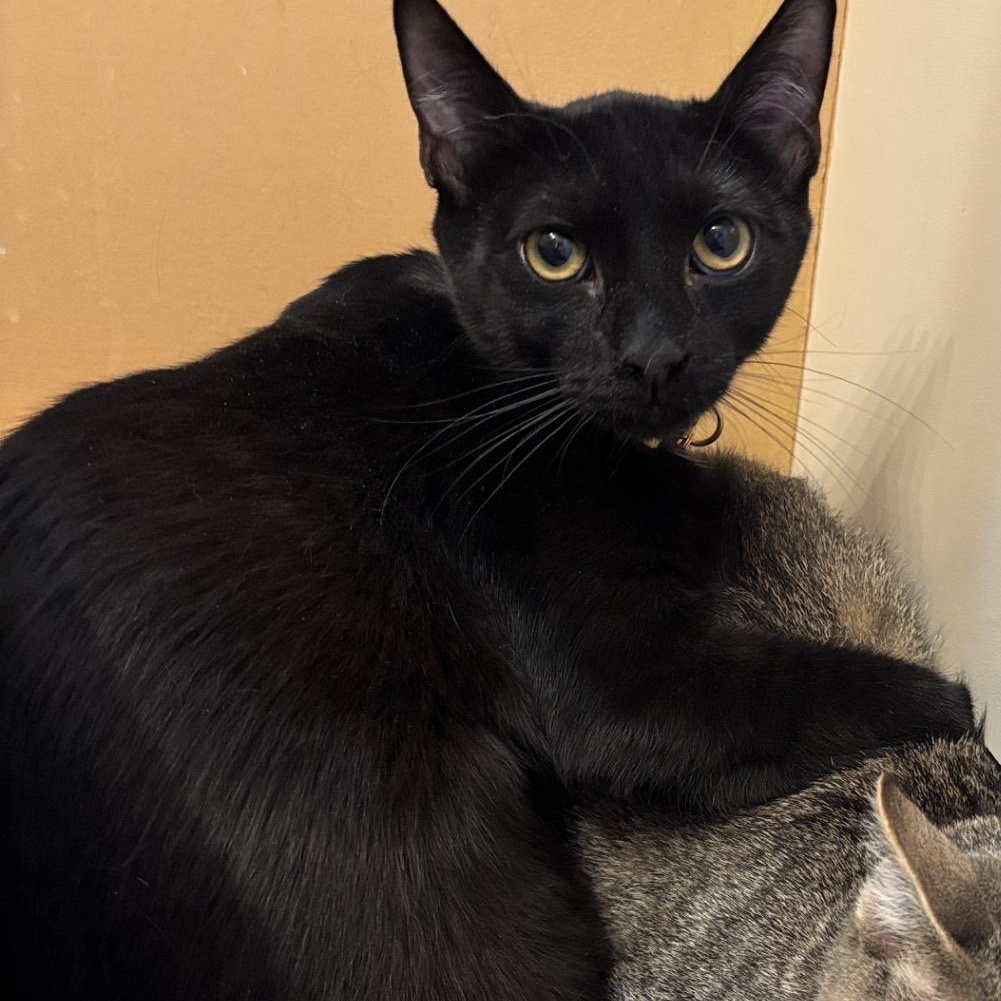 Timmy and Adam , a ADOPTABLE Tabby in Melrose, MA image 3/4