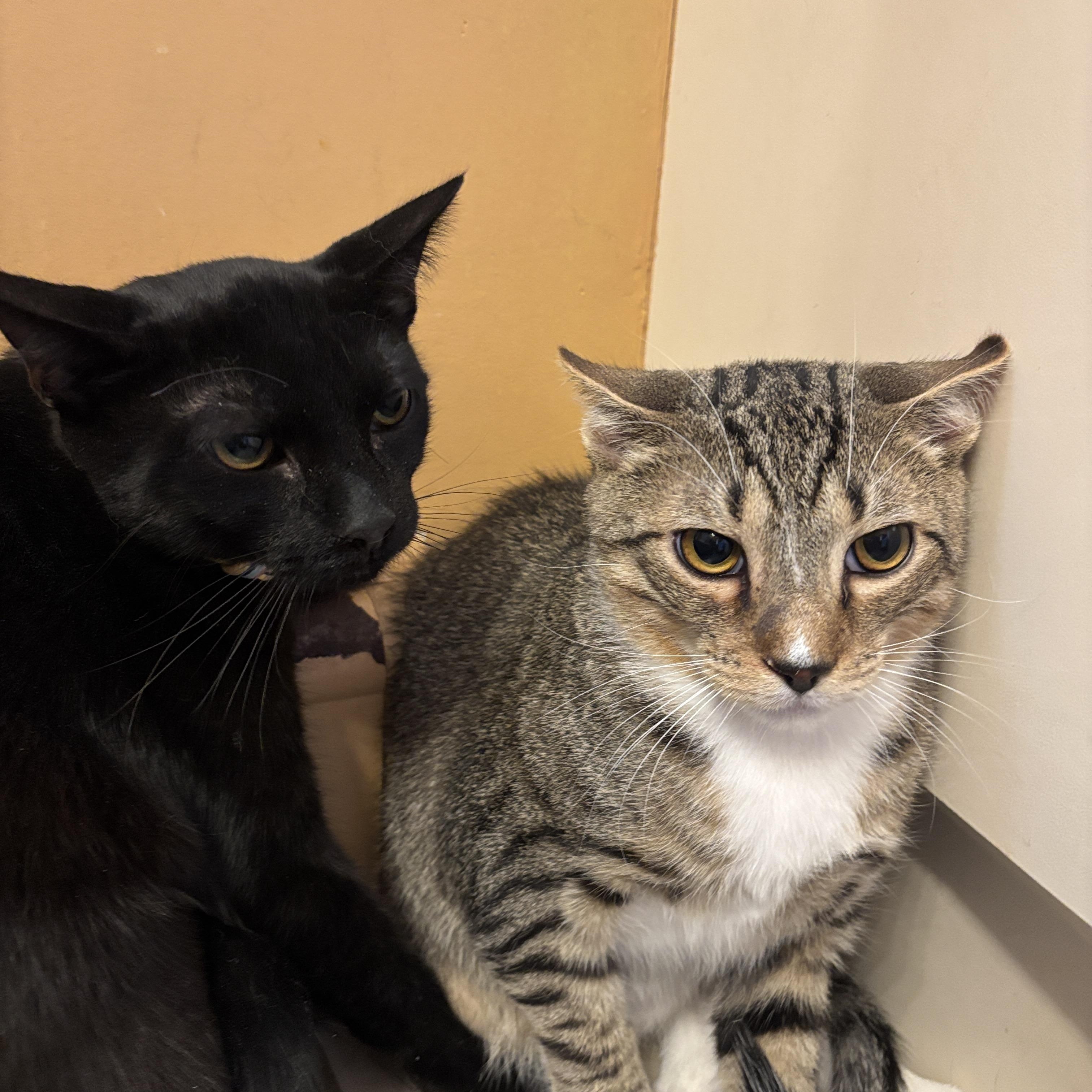 Timmy and Adam , ADOPTABLE, Kitten Male Tabby.