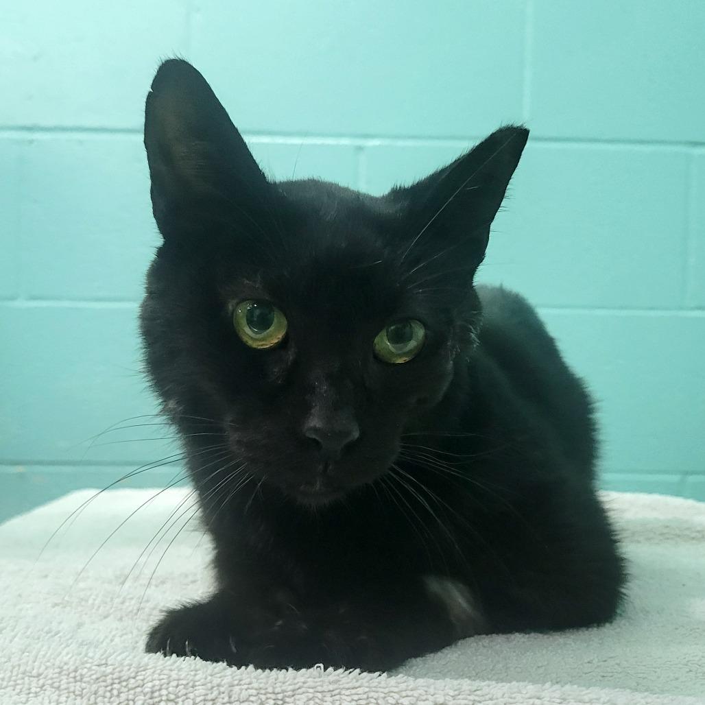 Enlarge Bagheera, a Adoptable Domestic Short Hair in Cabot, AR image 1/5
