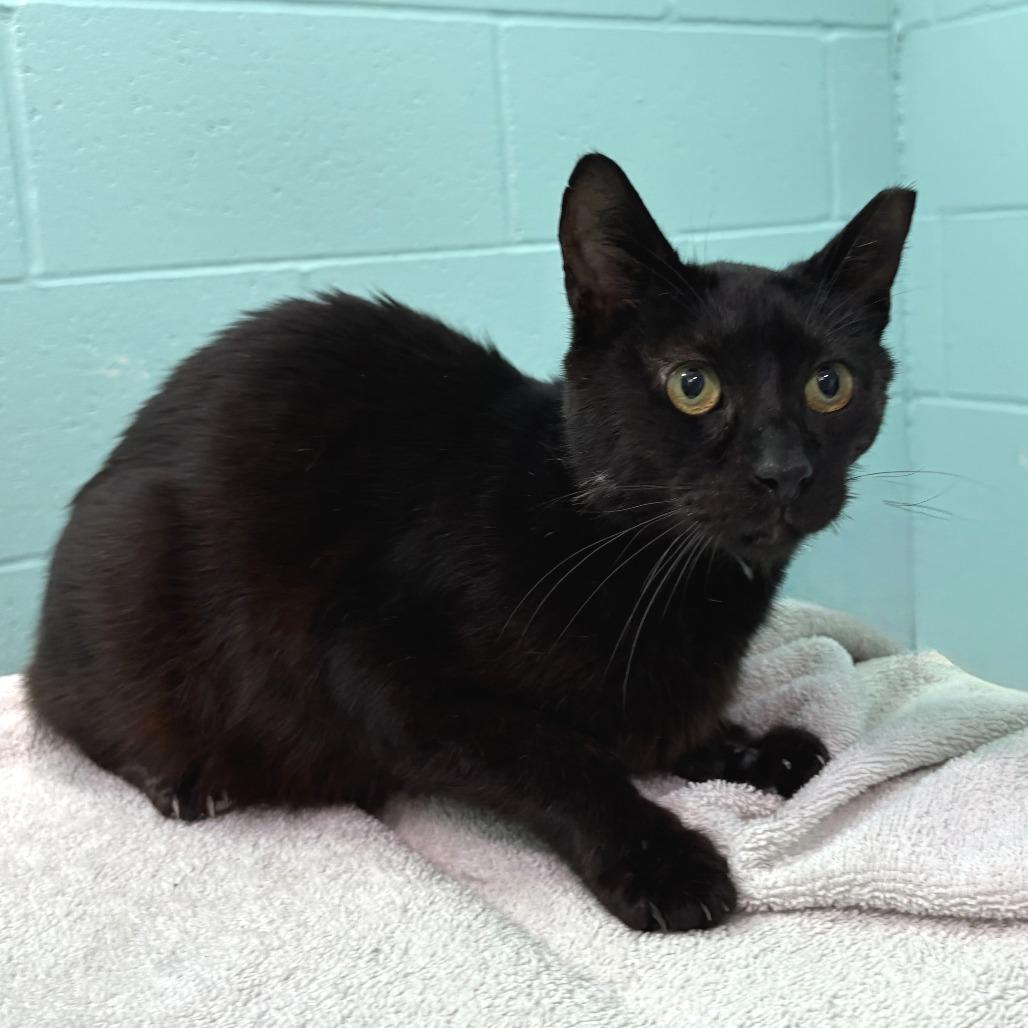 Enlarge Bagheera, a Adoptable Domestic Short Hair in Cabot, AR image 2/5