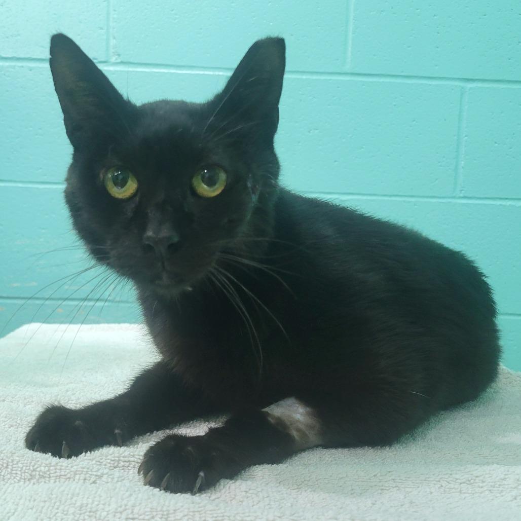 Enlarge Bagheera, a Adoptable Domestic Short Hair in Cabot, AR image 4/5