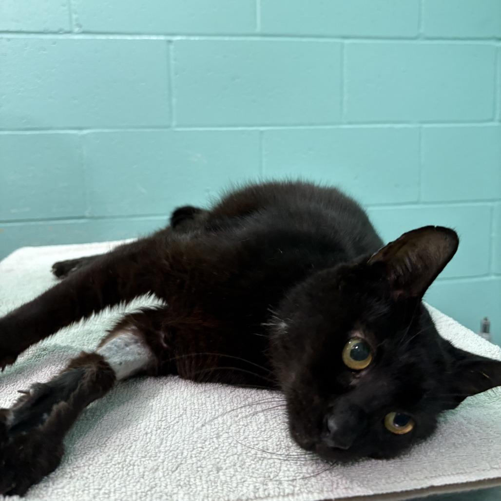 Enlarge Bagheera, a Adoptable Domestic Short Hair in Cabot, AR image 5/5