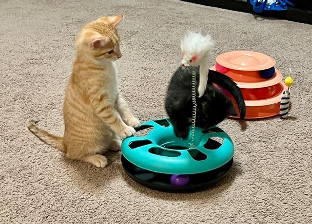 Biscuit 1, Adoptable, Young Male Domestic Short Hair.