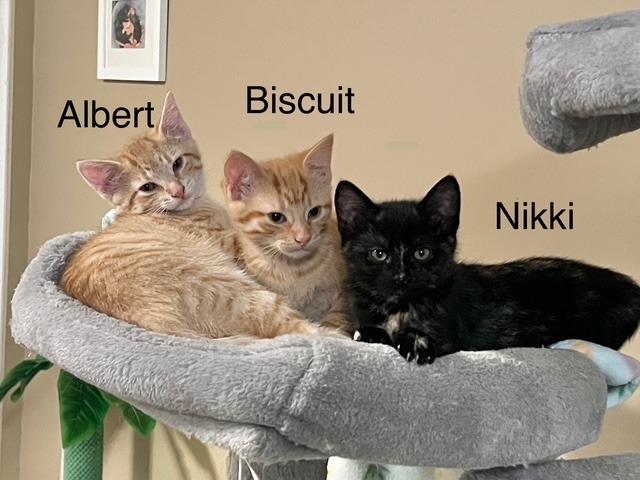 Enlarge Biscuit 1, a Adoptable Domestic Short Hair in Arthur, ON image 2/6