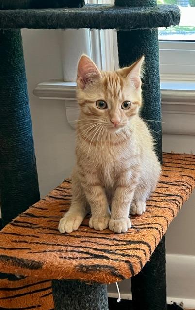 Enlarge Biscuit 1, a Adoptable Domestic Short Hair in Arthur, ON image 3/6