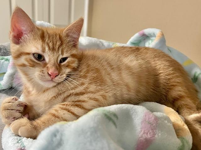 Enlarge Biscuit 1, a Adoptable Domestic Short Hair in Arthur, ON image 4/6