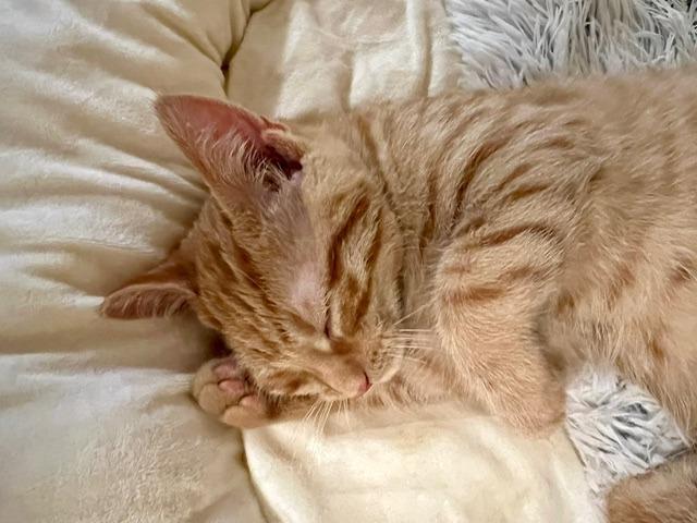 Enlarge Biscuit 1, a Adoptable Domestic Short Hair in Arthur, ON image 5/6