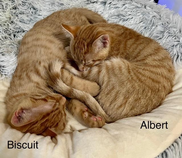 Enlarge Biscuit 1, a Adoptable Domestic Short Hair in Arthur, ON image 6/6