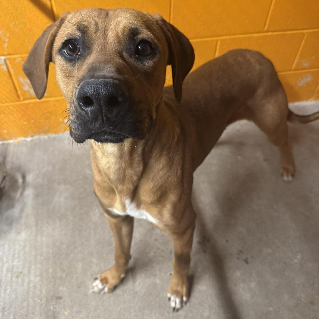 Ziki, Adoptable, Young Male Mixed Breed.