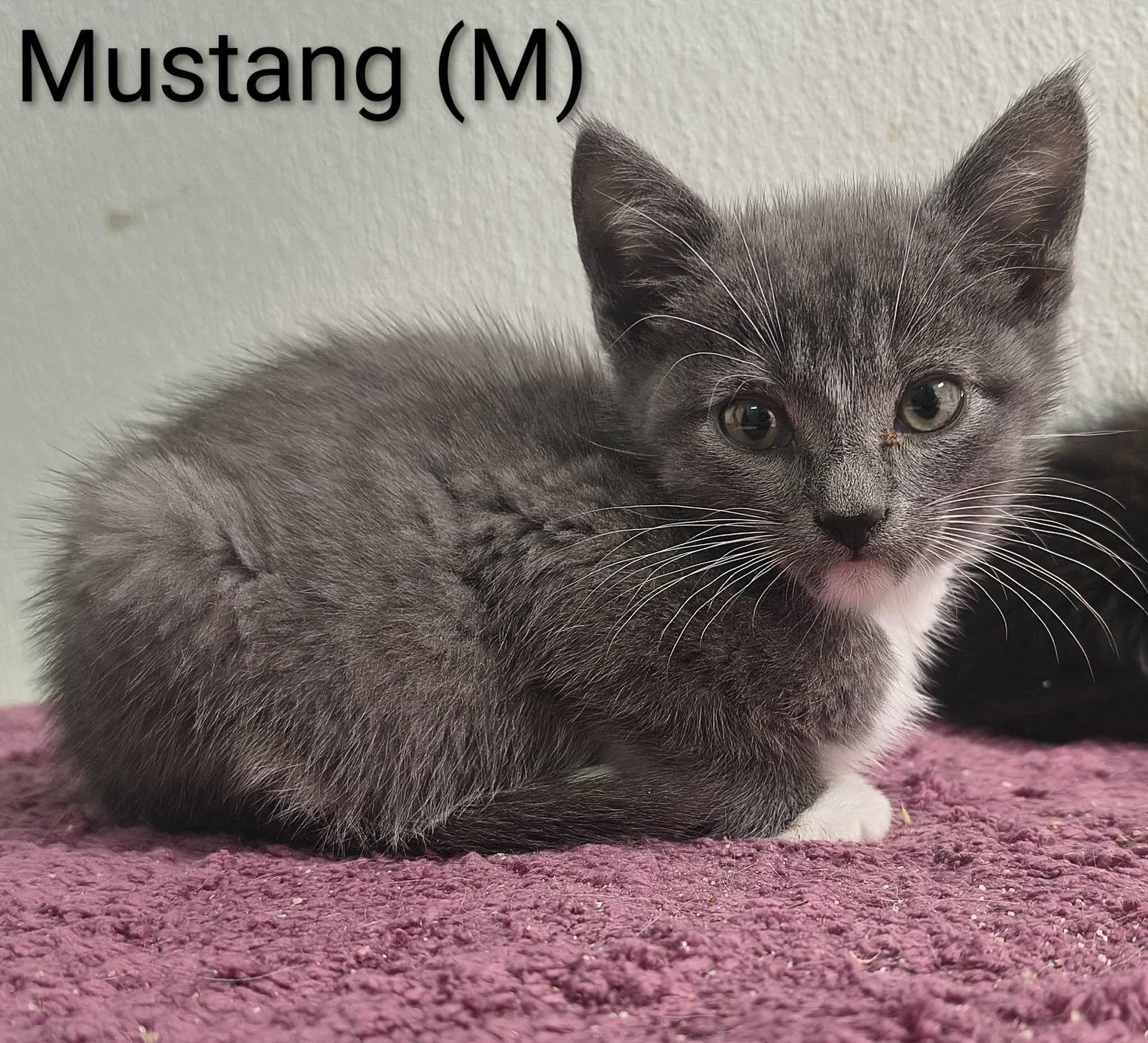 Mustang, a Adopted Domestic Short Hair in Saugerties, NY image 2/2
