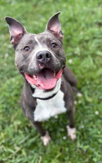 169316 Rocco
