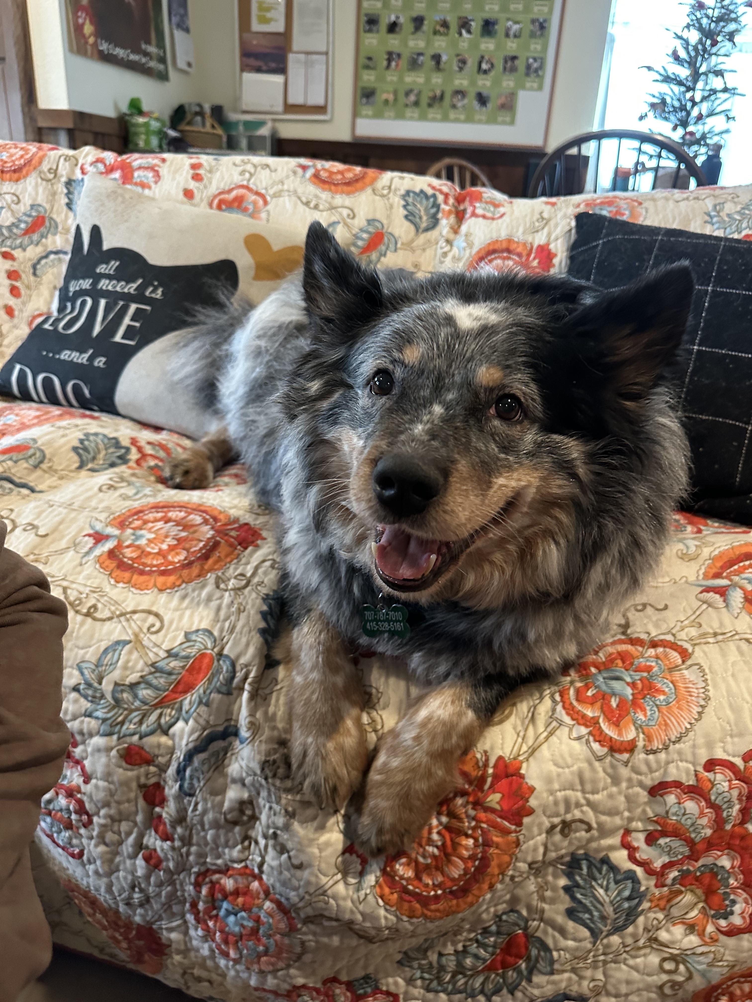 Enlarge Jax, a ADOPTABLE mixed breed in Petaluma, CA image 4/4