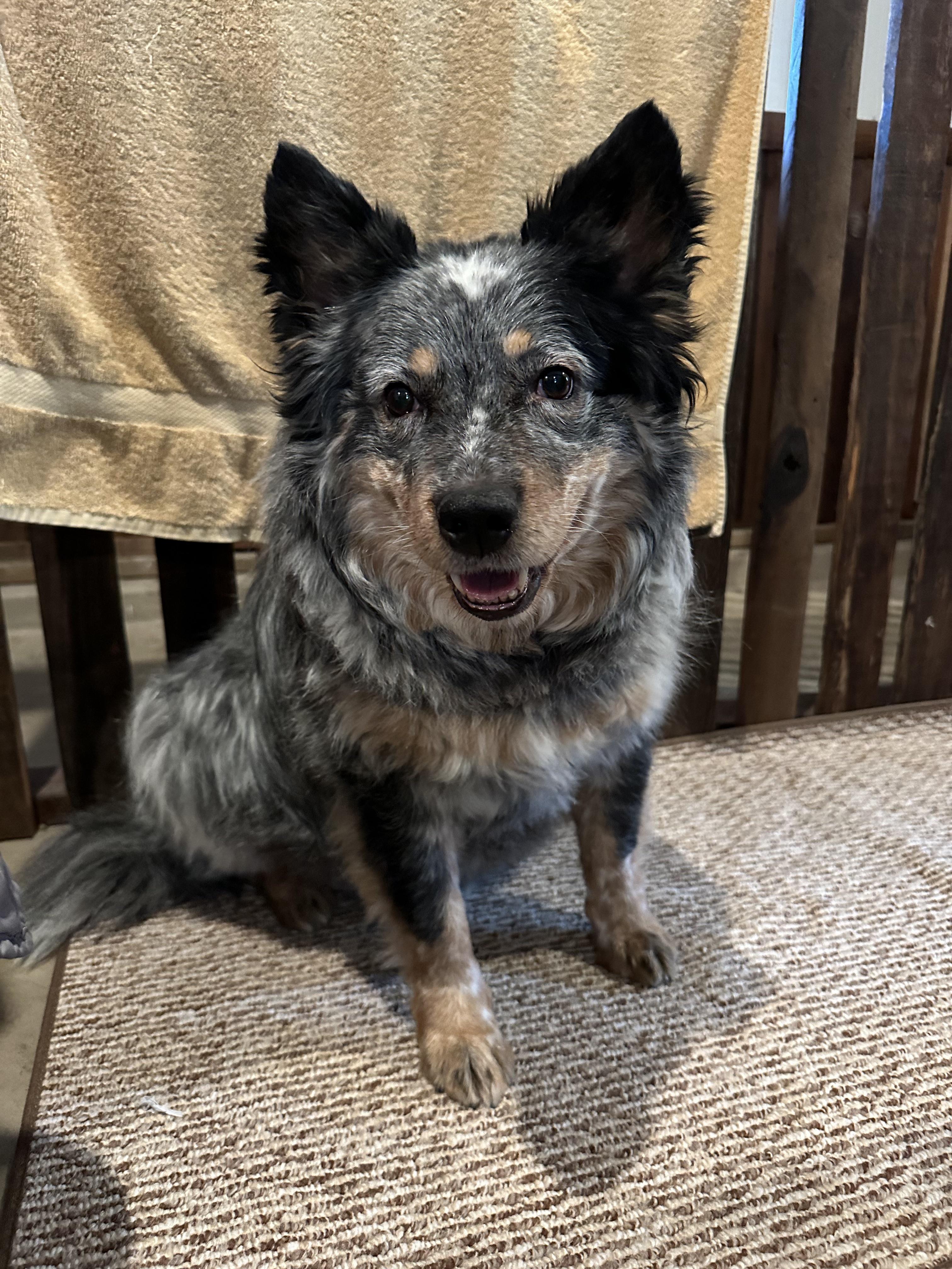 Jax, ADOPTABLE, Senior Male Australian Cattle Dog / Blue Heeler & Australian Shepherd.