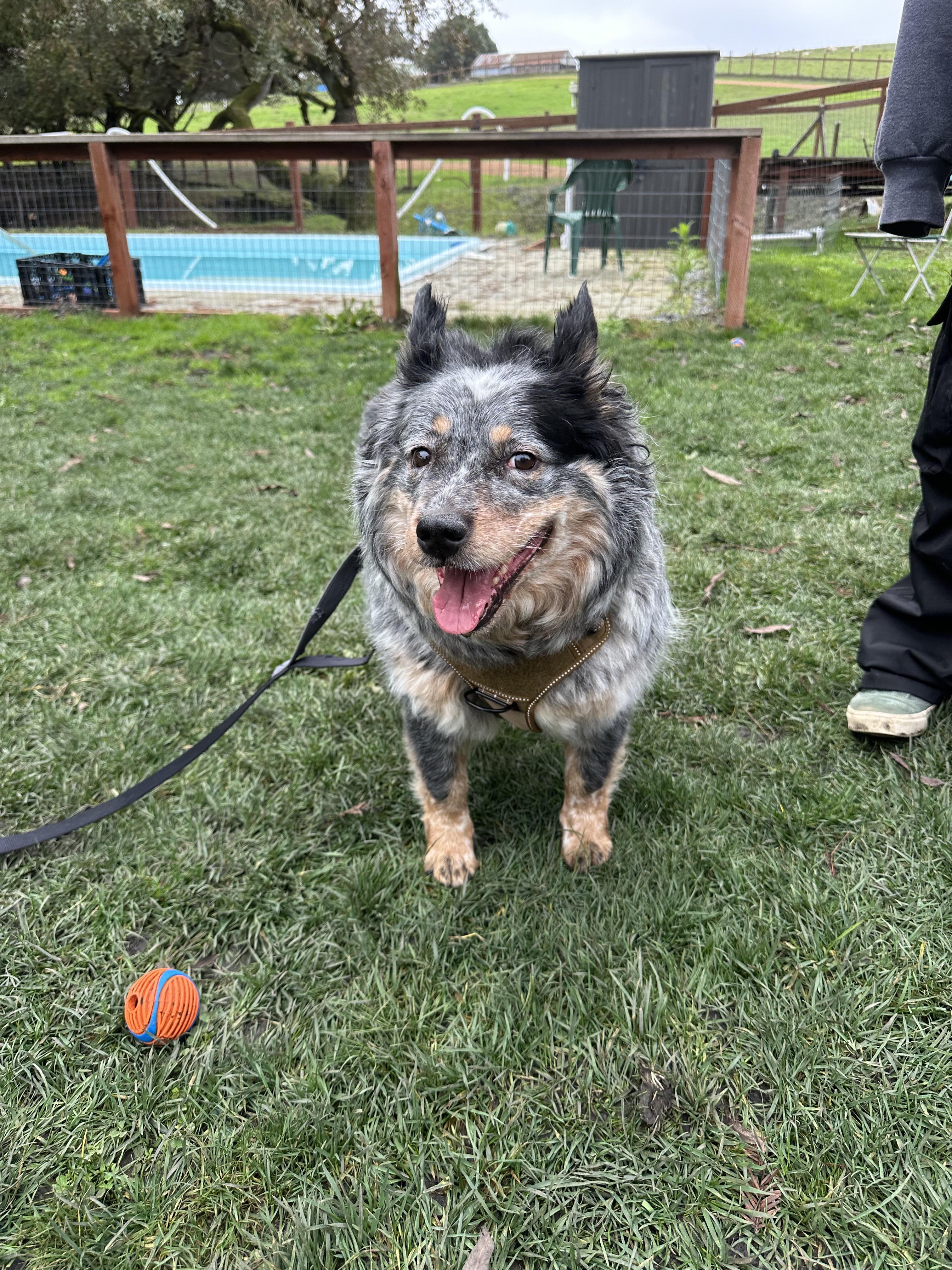 Enlarge Jax, a ADOPTABLE mixed breed in Petaluma, CA image 2/4