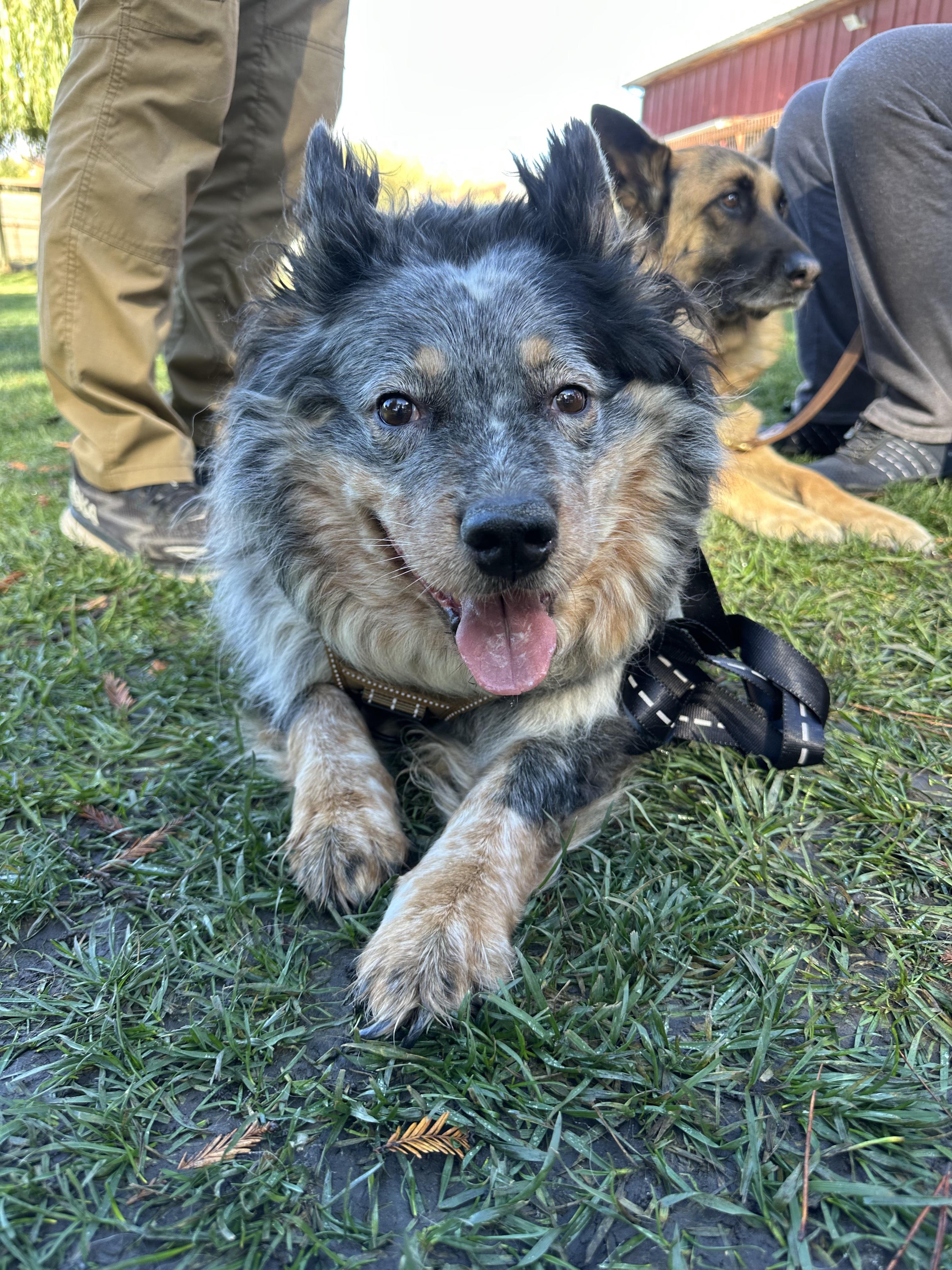 Enlarge Jax, a ADOPTABLE mixed breed in Petaluma, CA image 3/4
