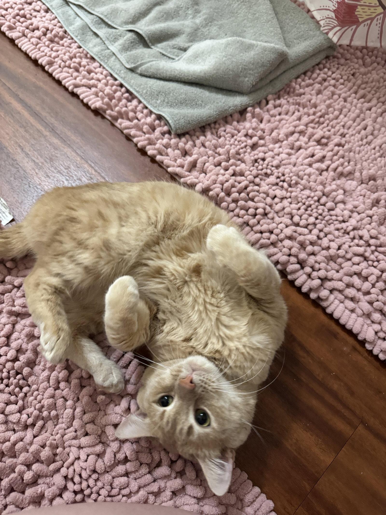Bernoulli, Adoptable, Adult Male Domestic Short Hair.