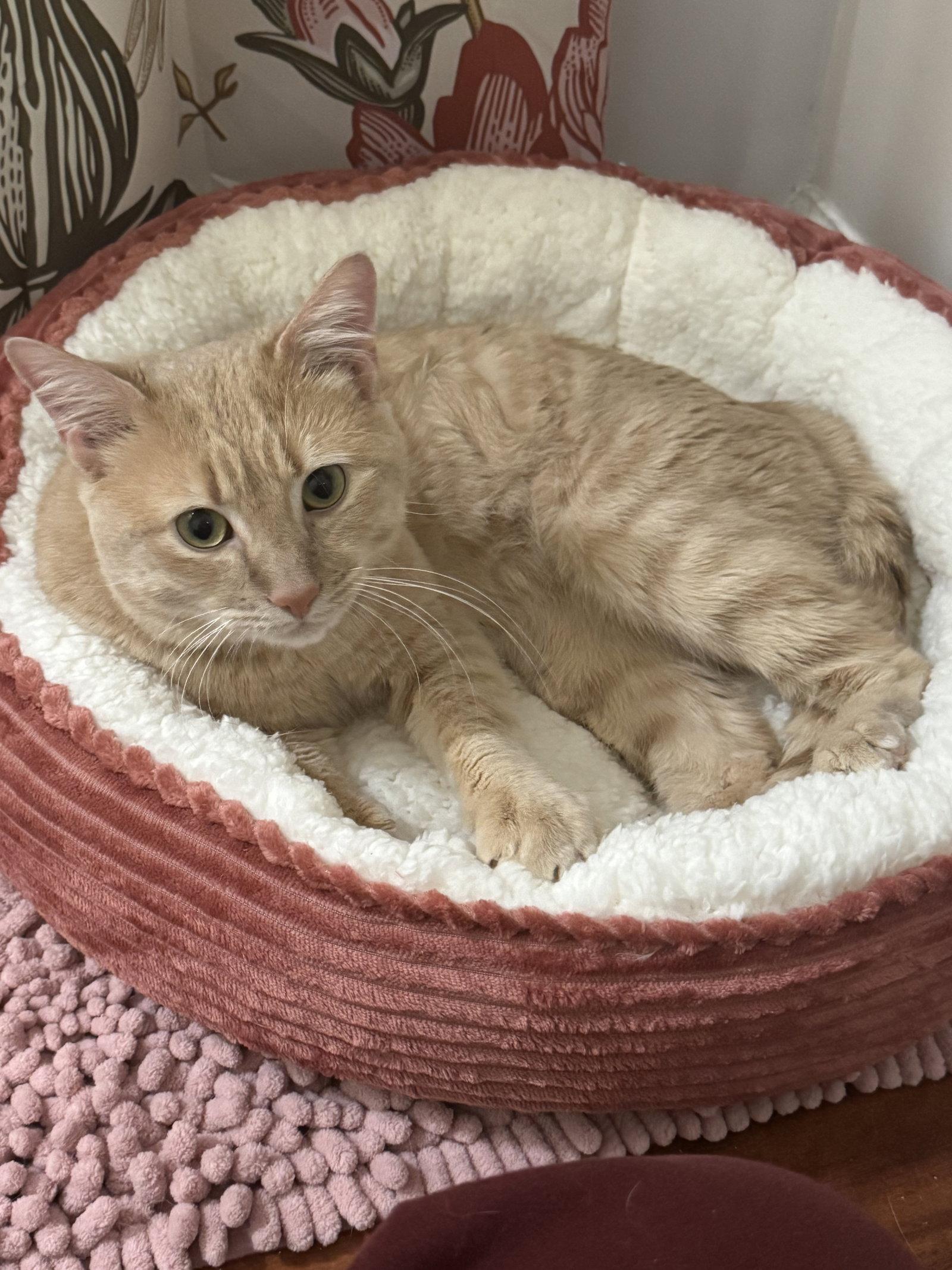 Bernoulli, a Adoptable Domestic Short Hair in Herndon, VA image 2/3