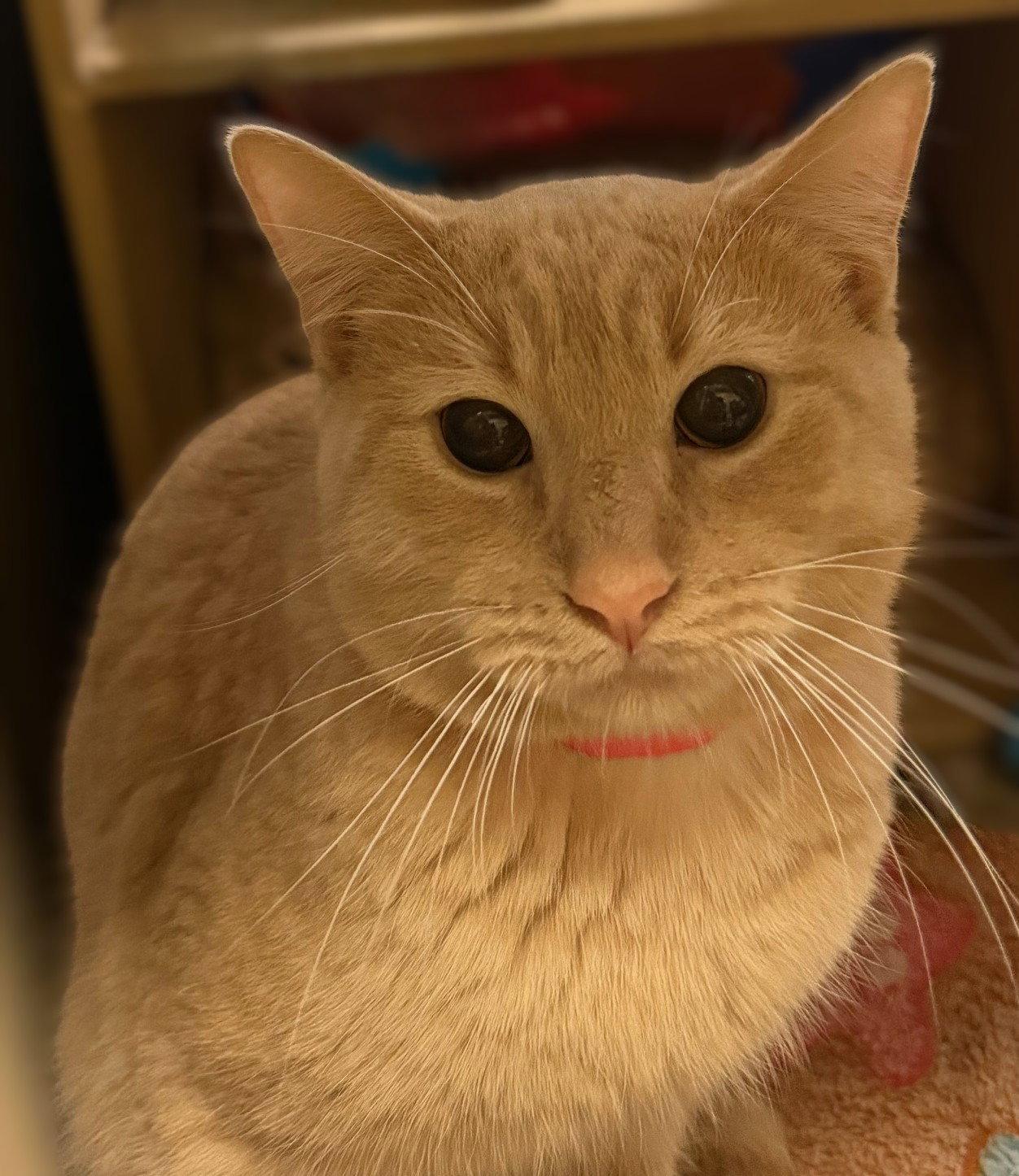 Bernoulli, a Adoptable Domestic Short Hair in Herndon, VA image 3/3