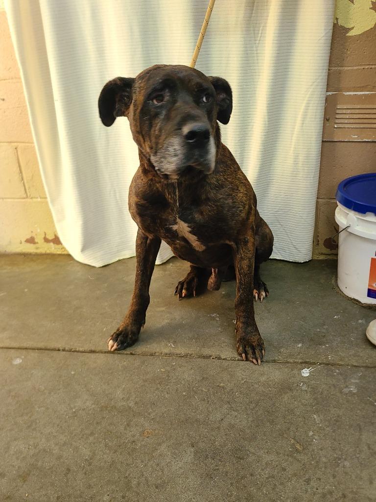 Stefan, Adoptable, Senior Male Pit Bull Terrier.
