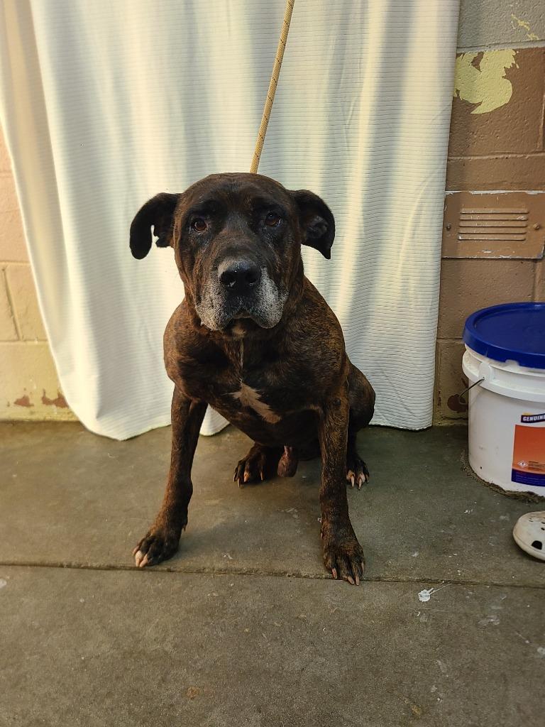 Enlarge Stefan, a Adoptable Pit Bull Terrier in Swainsboro, GA image 2/2