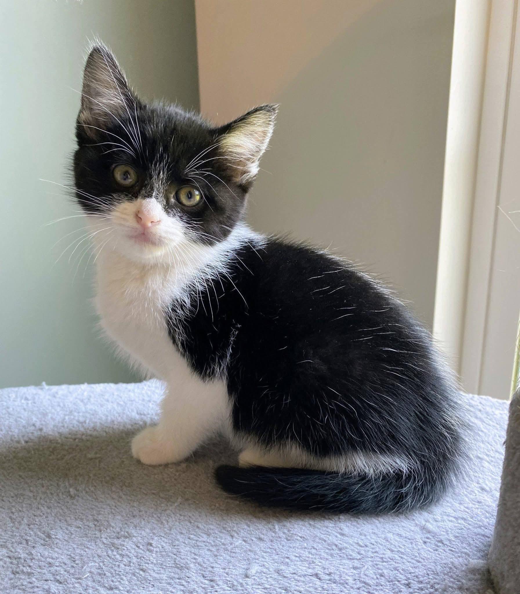 Sandy, ADOPTABLE, Kitten Female Domestic Short Hair.