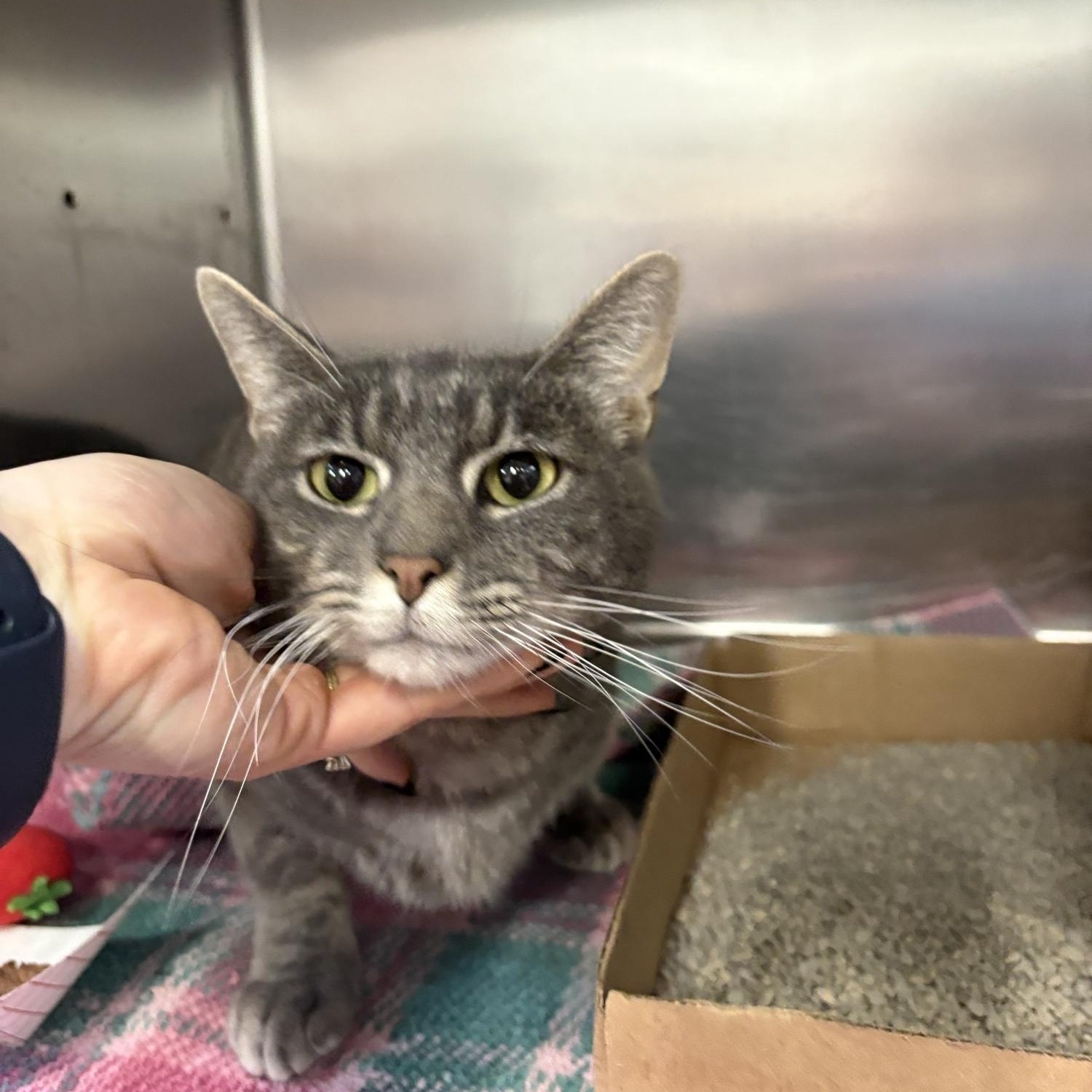 Toby, a ADOPTABLE Domestic Short Hair in Saint Charles, MO image 2/2