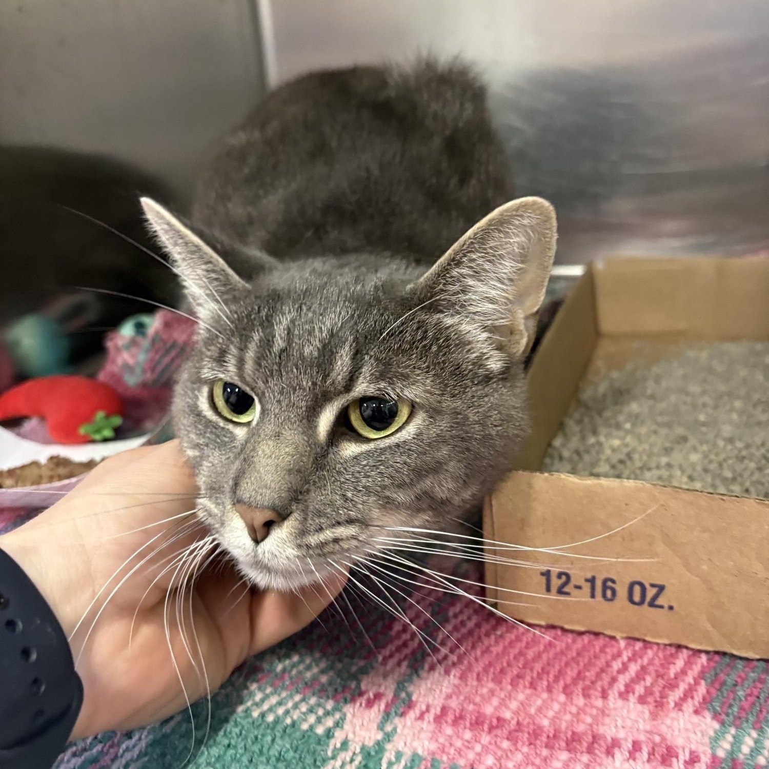 Toby, ADOPTABLE, Young Male Domestic Short Hair.