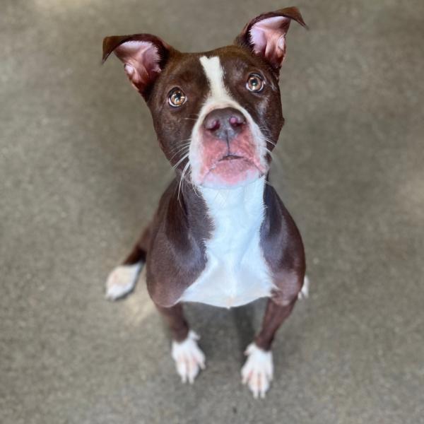 Enlarge Sunday, a Adoptable mixed breed in Lexington, KY image 1/1