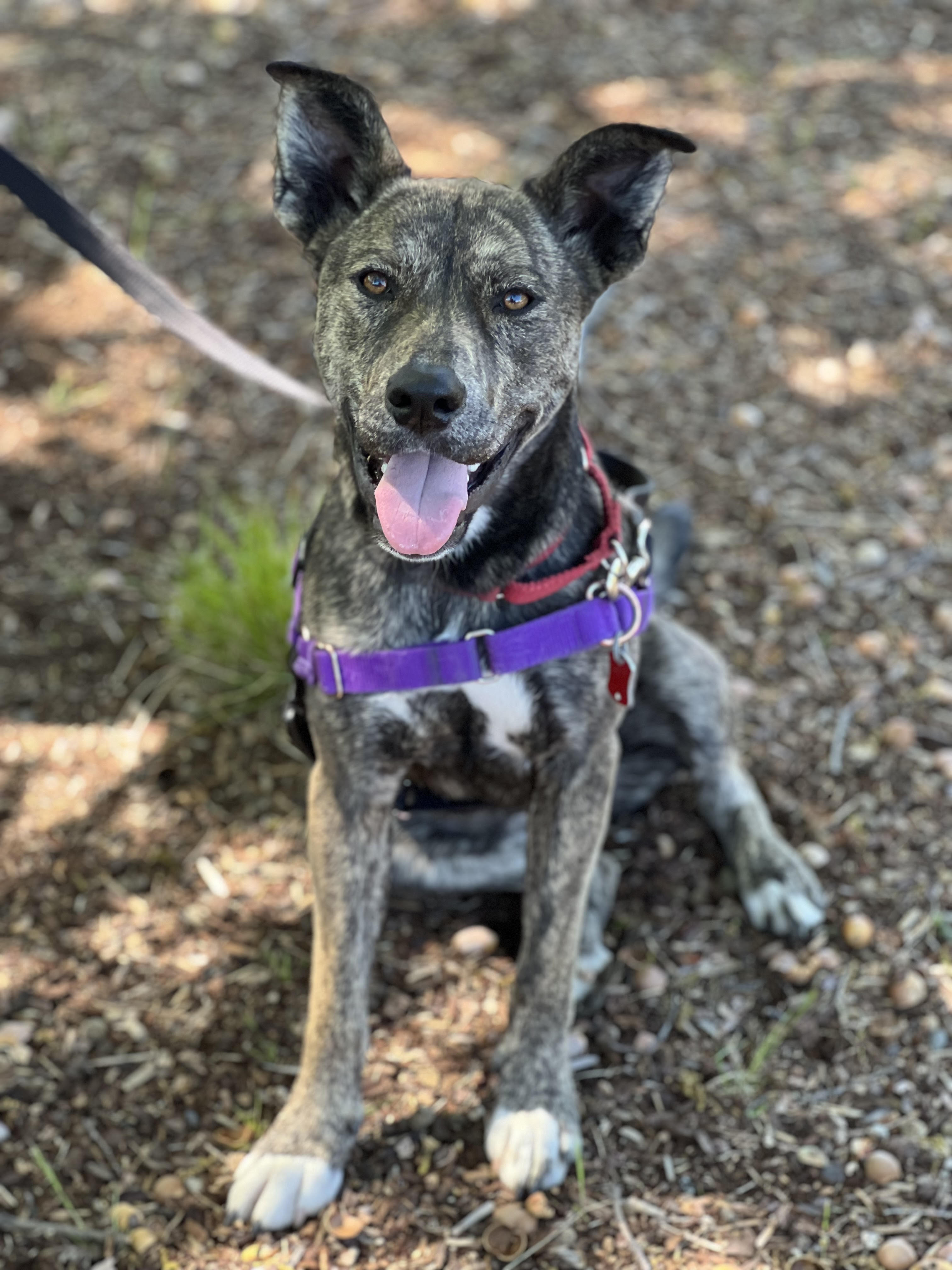Rogue, Adopted, Young Female Mixed Breed.