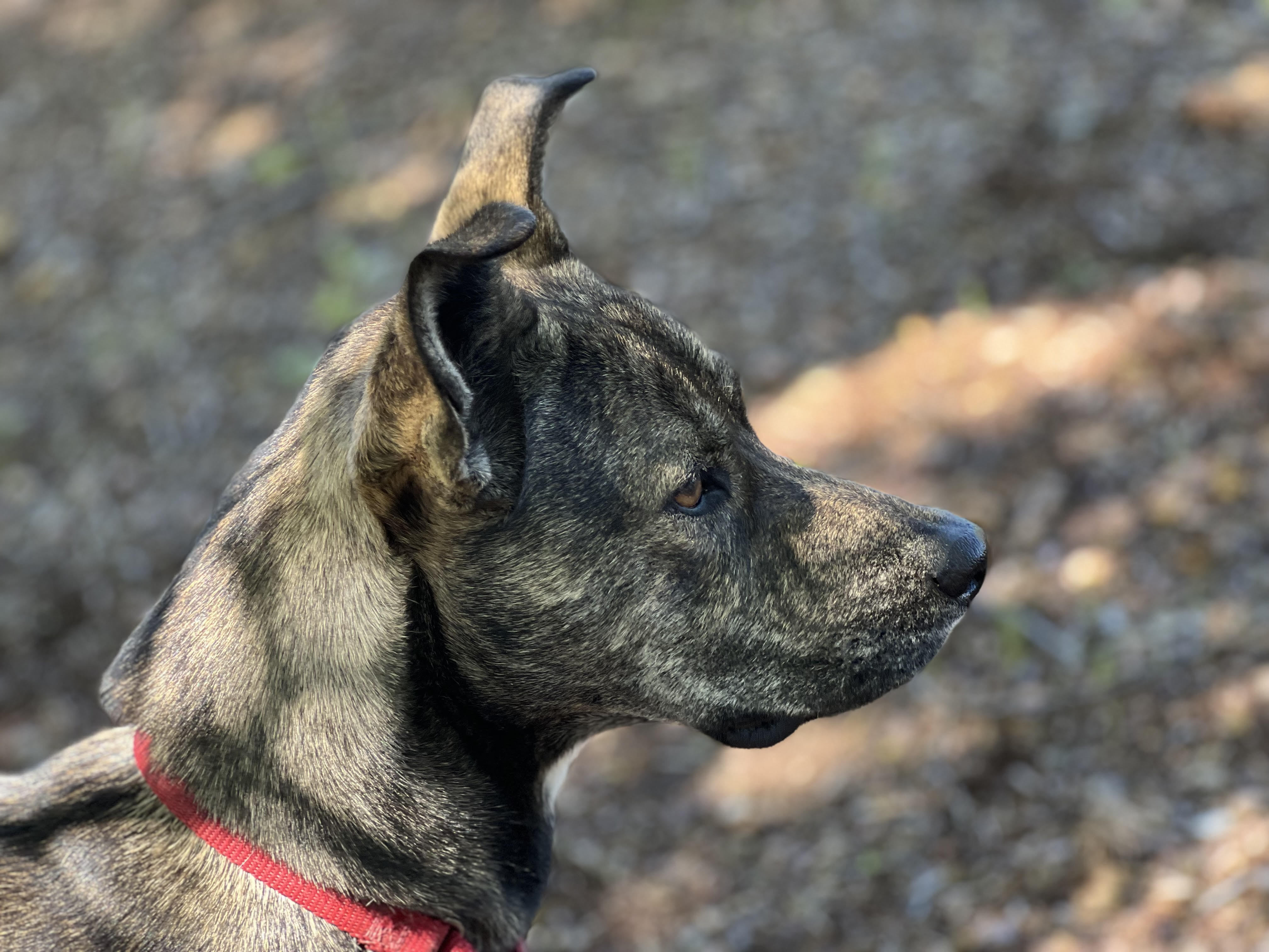 Enlarge Rogue, a Adopted Mixed Breed in Talent, OR image 2/5