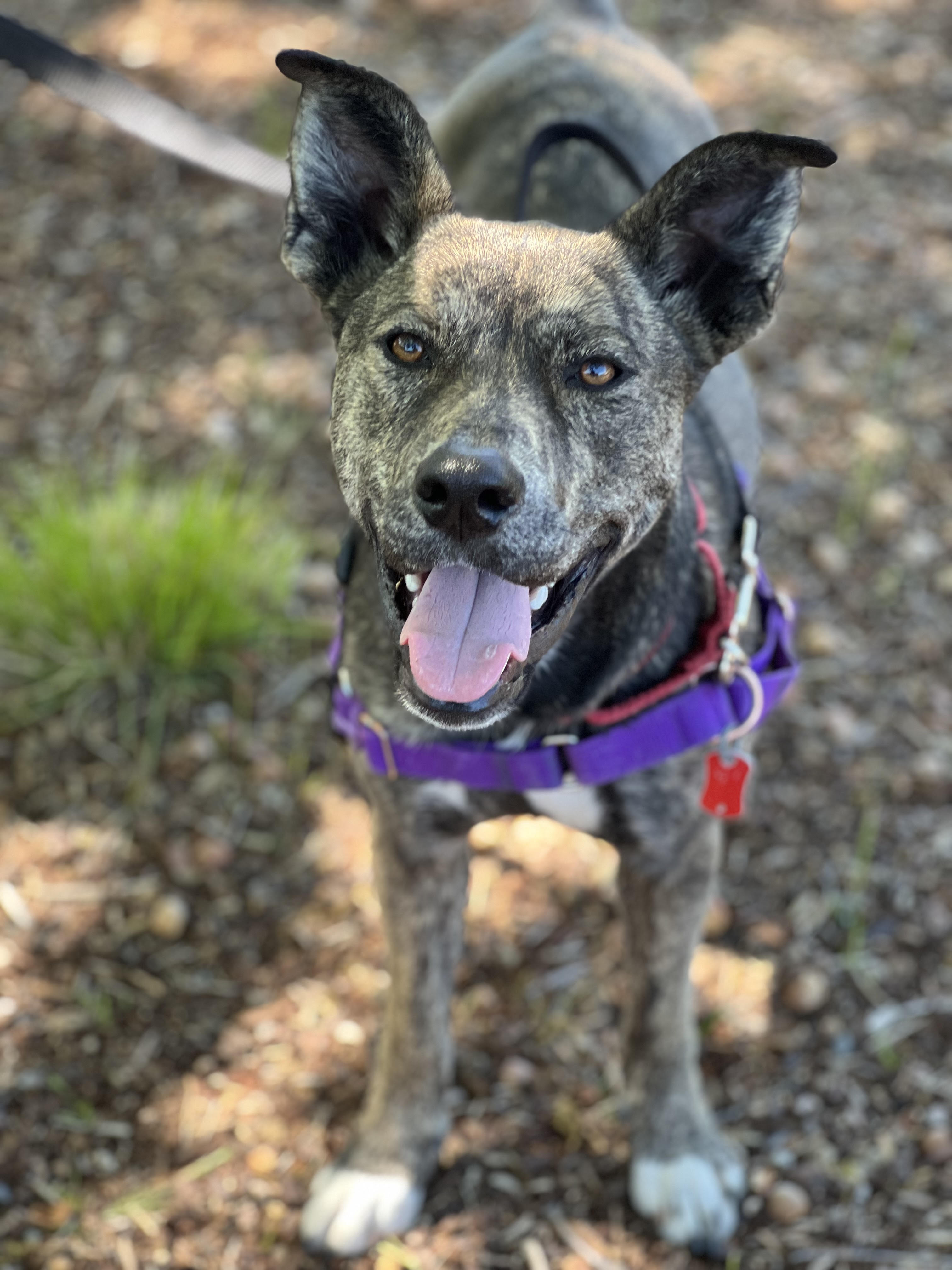 Enlarge Rogue, a Adopted Mixed Breed in Talent, OR image 3/5