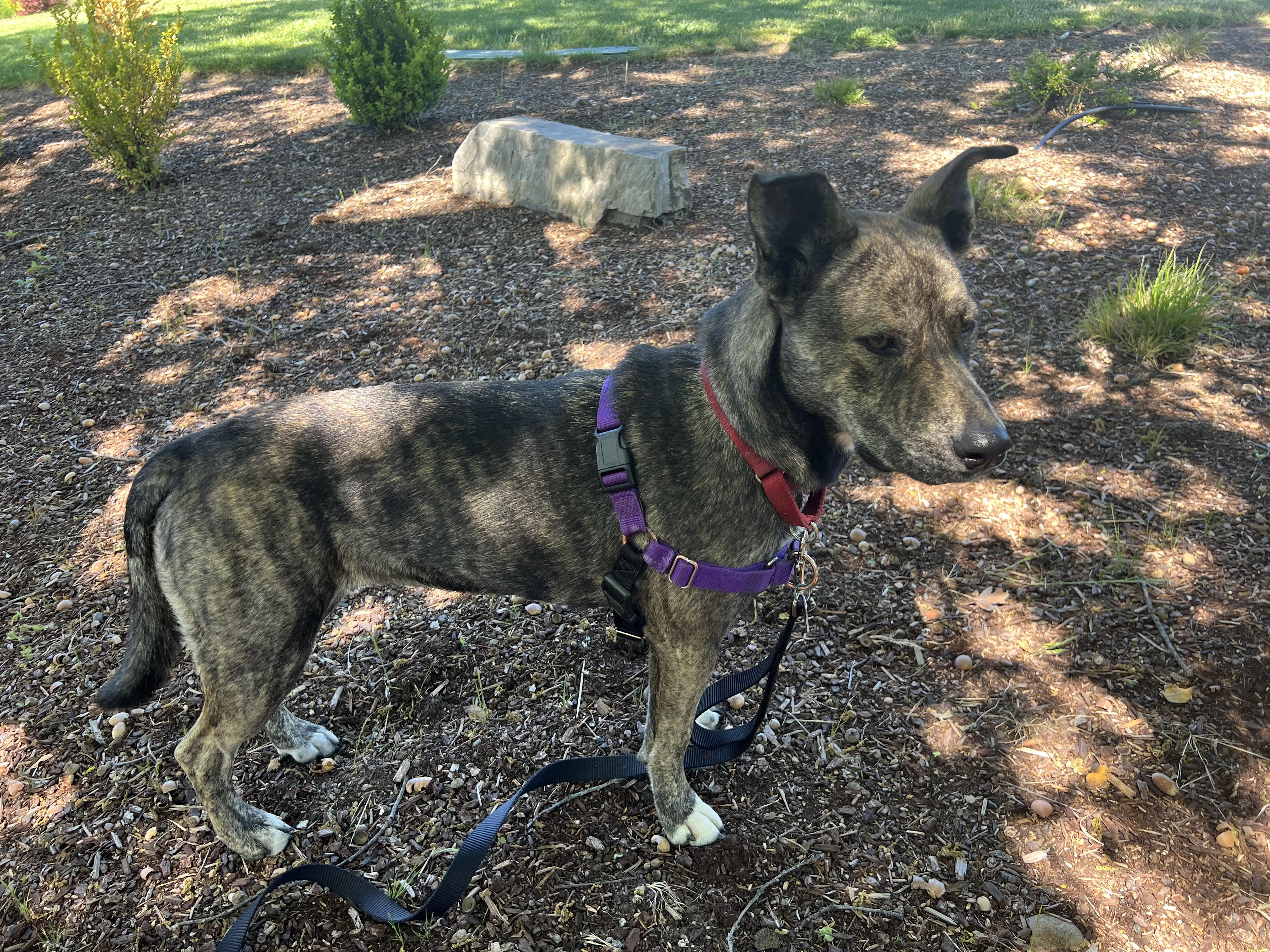 Enlarge Rogue, a Adopted Mixed Breed in Talent, OR image 4/5