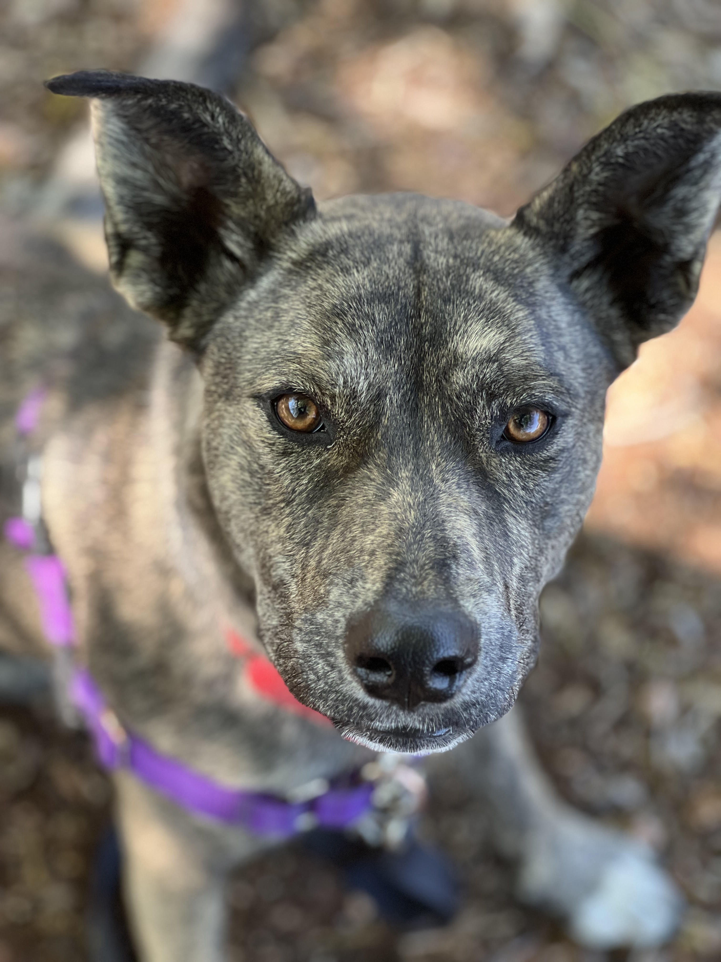 Enlarge Rogue, a Adopted Mixed Breed in Talent, OR image 5/5