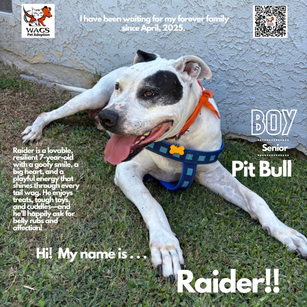 Raider, Adoptable, Senior Male Pit Bull Terrier.