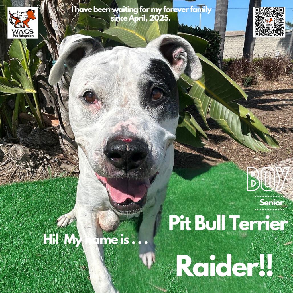 Enlarge Raider, a Adoptable Pit Bull Terrier in Westminster, CA image 2/6